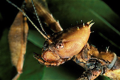 Giant Prickly Leaf Insect