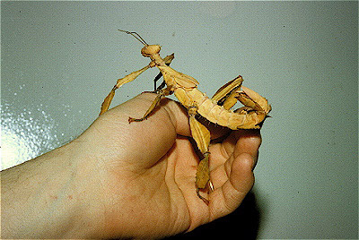 Giant Prickly Leaf Insect