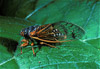 adult cicada