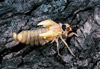 adult cicada