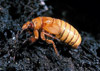 cicada nymph