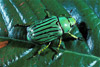 cypress beetle