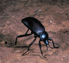 darkling beetle