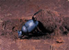 dung beetle