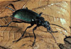 ground beetle