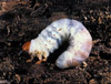 scarab grub