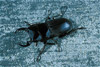 stag beetle