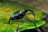 weevil