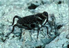 weevil