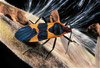 large milkweed bug