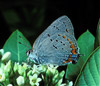 acadian hairstreak