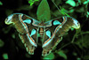 atlas moth