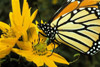 monarch butterfly