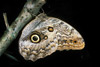 owl butterfly