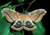 polyphemus moth