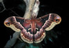 promethea moth