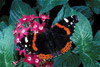 red admiral