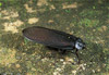 african cockroach