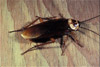 american cockroach