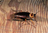 american cockroach