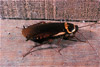 australian cockroach