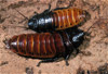 madagascar hissing cockroach