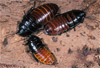 madagascar hissing cockroach