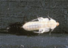 wood cockroach