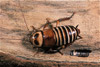 zebra cockroach