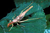 tw spotted tree cricket