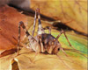 camel cricket