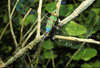 green darner