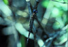 heroic darner