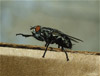 flesh fly