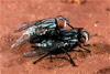 flesh flies