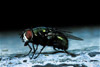 green bottle fly