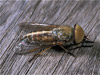 horsefly