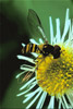 syrphid fly