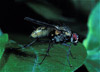 tachinid fly