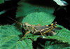 differential grasshopper