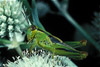 grasshopper nymph