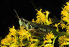 red-legged grasshopper