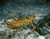 se lubber grasshopper