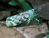 lanternfly