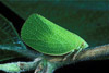 homoptera