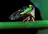 planthopper