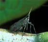 planthopper