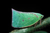 planthopper