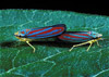 red banded leafhoppers
