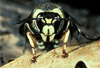 bald faced hornet